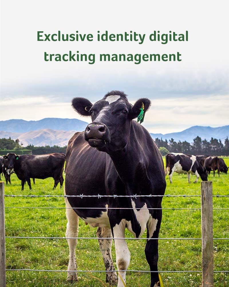 【Member Upgrade】Shine Greens Home Edition*5 + Probiotics Milk Powder*6 Free RM30 Voucher Pack